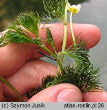 Ranunculus circinatus (jaskier krążkolistny)