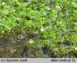 Ranunculus circinatus (jaskier krążkolistny)