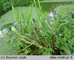 Ranunculus lingua (jaskier wielki)