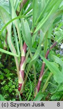 Ranunculus lingua (jaskier wielki)