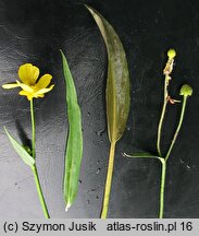 Ranunculus lingua (jaskier wielki)