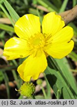 Ranunculus lingua (jaskier wielki)