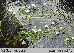 Ranunculus peltatus (jaskier tarczowaty)