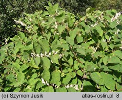 Reynoutria japonica (rdestowiec ostrokończysty)