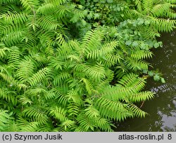 Rhus typhina (sumak octowiec)