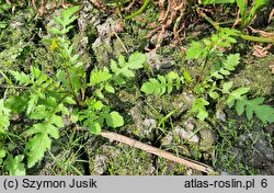 Rorippa palustris (rzepicha błotna)