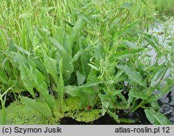 Rumex hydrolapathum (szczaw lancetowaty)