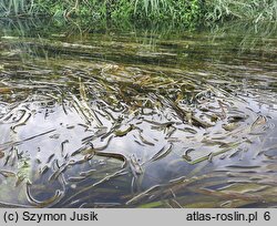 Sagittaria sagittifolia var. vallisneriifolia (strzałka wodna odm. zanurzona)