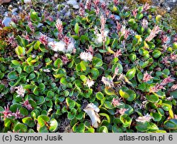 Salix polaris (wierzba polarna)