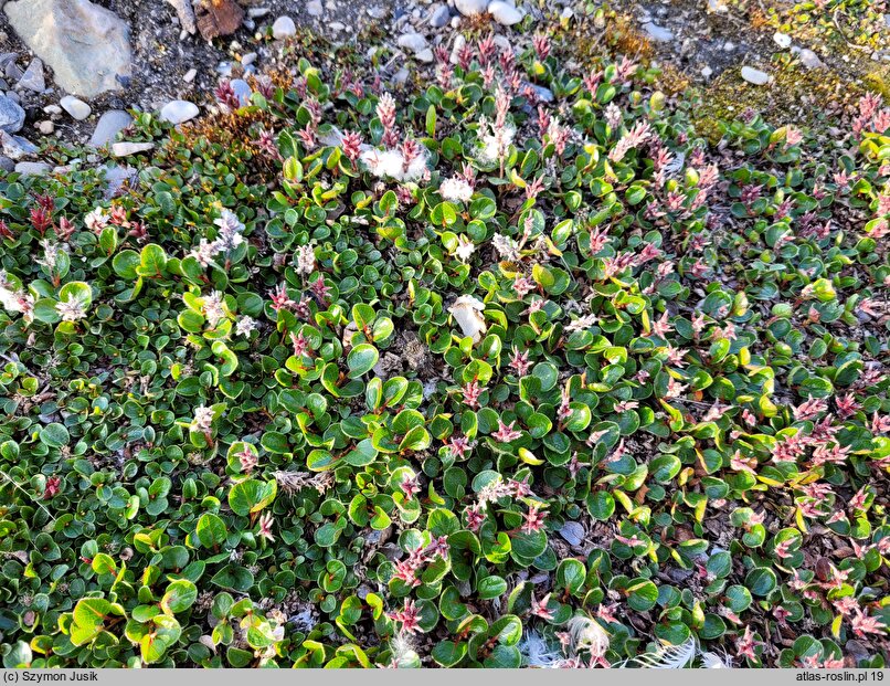 Salix polaris (wierzba polarna)