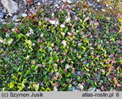 Salix polaris (wierzba polarna)