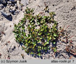 Salix polaris (wierzba polarna)