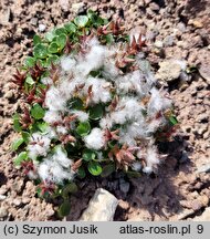 Salix polaris (wierzba polarna)