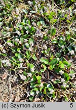 Salix polaris (wierzba polarna)