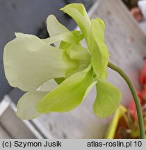 Sarracenia alata