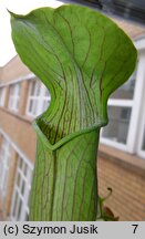 Sarracenia alata