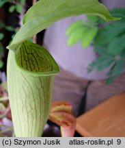 Sarracenia alata