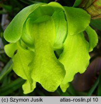 Sarracenia flava (kapturnica żółta)