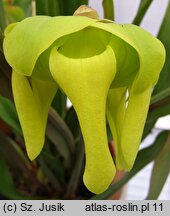 Sarracenia flava (kapturnica żółta)