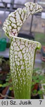 Sarracenia leucophylla