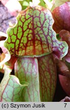 Sarracenia purpurea (kapturnica purpurowa)