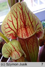 Sarracenia purpurea (kapturnica purpurowa)