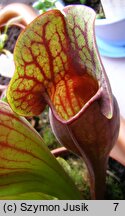 Sarracenia purpurea (kapturnica purpurowa)