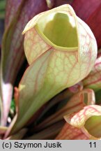 Sarracenia purpurea (kapturnica purpurowa)