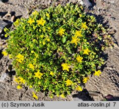 Saxifraga aizoides (skalnica nakrapiana)