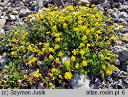 Saxifraga aizoides (skalnica nakrapiana)