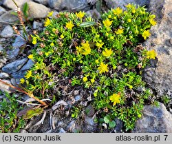 Saxifraga aizoides (skalnica nakrapiana)