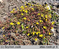 Saxifraga aizoides (skalnica nakrapiana)