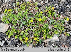 Saxifraga aizoides (skalnica nakrapiana)