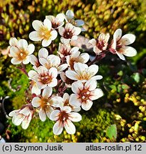 Saxifraga cespitosa (skalnica rozesłana)