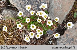 Saxifraga cespitosa (skalnica rozesłana)