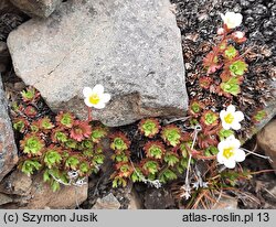 Saxifraga cespitosa (skalnica rozesłana)