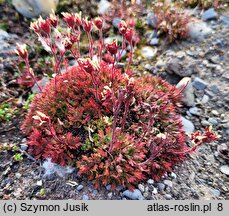 Saxifraga cespitosa (skalnica rozesłana)