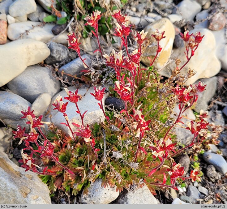 Saxifraga cespitosa (skalnica rozesłana)