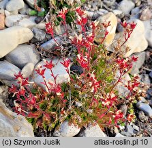 Saxifraga cespitosa (skalnica rozesłana)