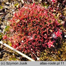 Saxifraga cespitosa (skalnica rozesłana)