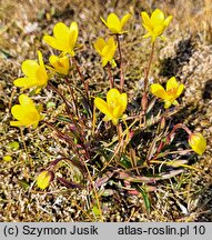 Saxifraga hirculus (skalnica torfowiskowa)