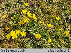 Saxifraga hirculus (skalnica torfowiskowa)