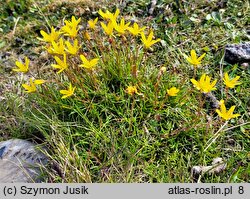 Saxifraga hirculus (skalnica torfowiskowa)