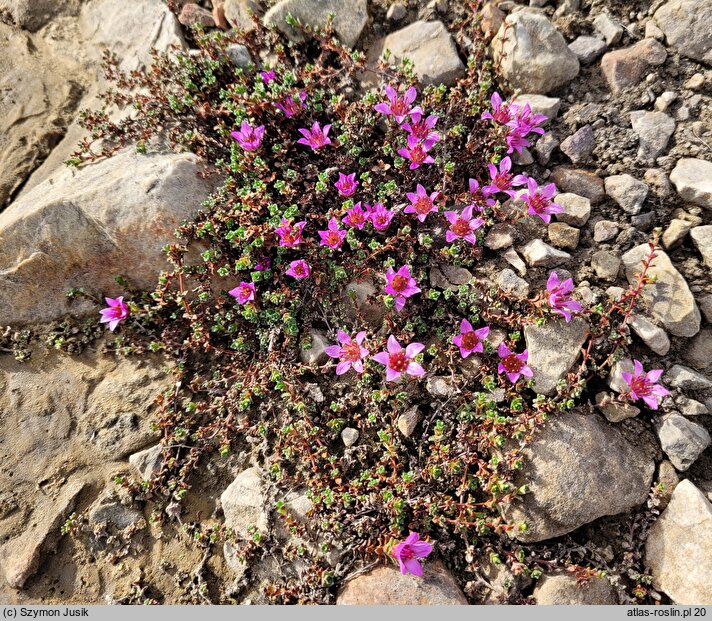 Saxifraga oppositifolia (skalnica naprzeciwlistna)