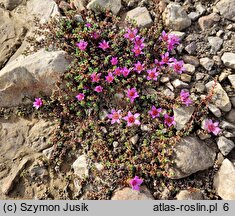 Saxifraga oppositifolia (skalnica naprzeciwlistna)