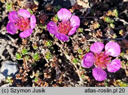 Saxifraga oppositifolia (skalnica naprzeciwlistna)