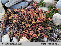 Saxifraga oppositifolia (skalnica naprzeciwlistna)