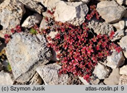 Saxifraga oppositifolia (skalnica naprzeciwlistna)