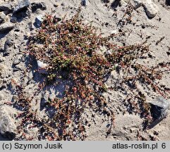 Saxifraga oppositifolia (skalnica naprzeciwlistna)