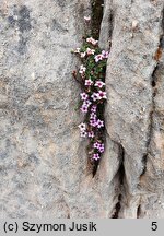 Saxifraga oppositifolia (skalnica naprzeciwlistna)